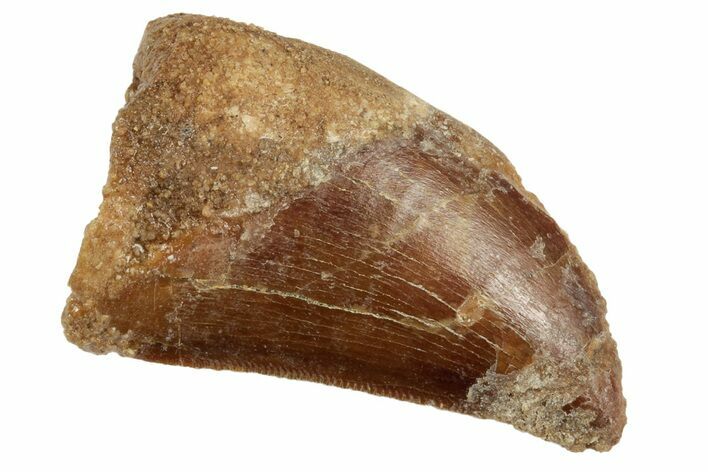 Bargain, Juvenile Carcharodontosaurus Tooth #192652